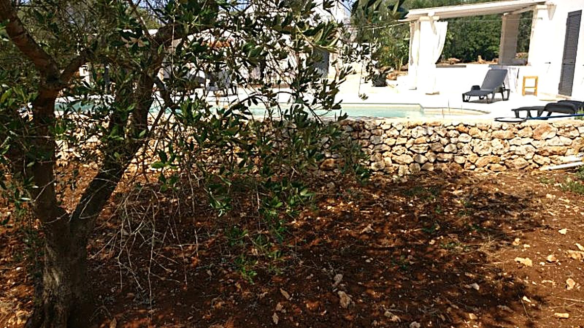 I trulli di MarìTrullo immersi negli ulivi secolari della campagna pugliese